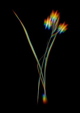 Prism Ixia Longiflora