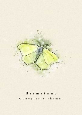 Brimstone butterfly