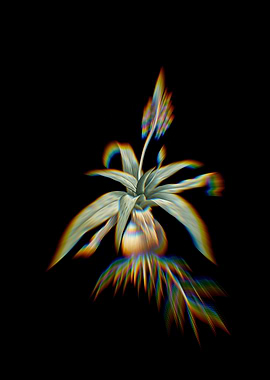 Prism Lachenalia Lanceae