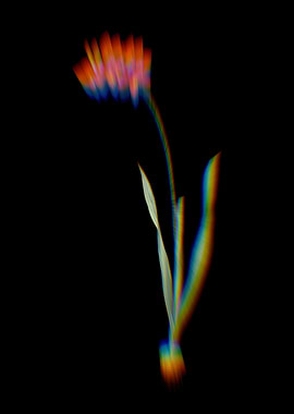 Prism Ixia Filiformis