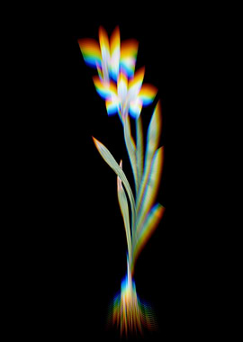 Prism Ixia Liliago
