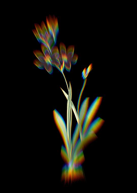 Prism Ixia Grandiflora