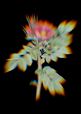 Prism Kamtschatka Rose