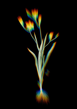 Prism Ixia Bulbifera