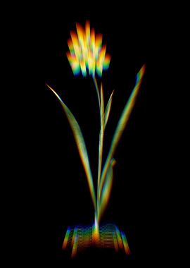 Prism Ixia Fusco Citrina