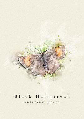Black Hairstreak butterfly
