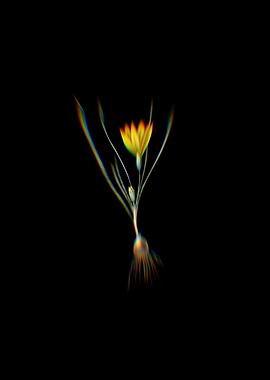 Prism Ixia Filifolia