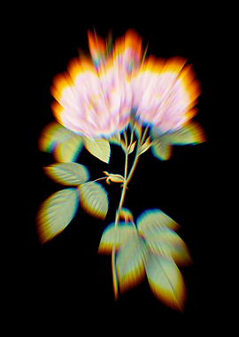 Prism Italian Damask Rose