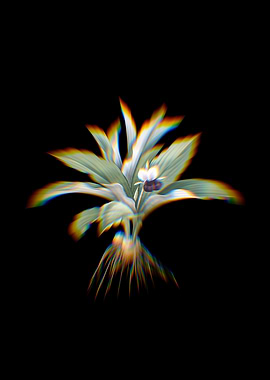 Prism Kaempferia Flower