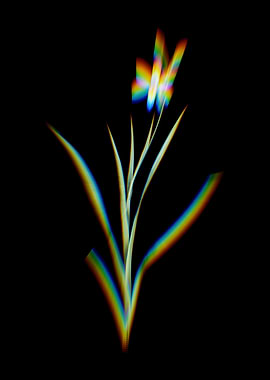 Prism Ixia Anemonae Flora