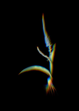 Prism Ixia Plantaginea