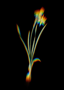 Prism Narcissus Calathinus