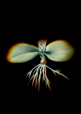 Prism Massonia Pustulata