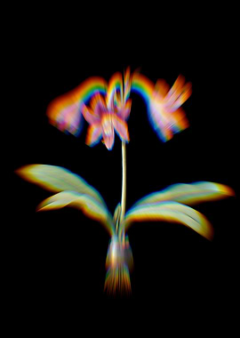 Prism Net Veined Amaryllis