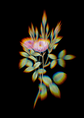 Prism Mossy Pompon Rose