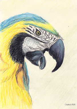 blue and yellow macaw art
