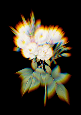 Prism Noisette Roses