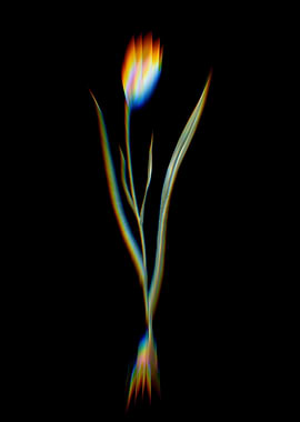 Prism Lady Tulip