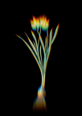 Prism Lesser Wild Daffodil