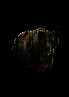 Animal Painting Bear