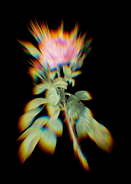 Prism Four Seasons Rose