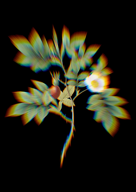 Prism Mountain Rose Bloom