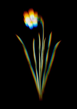 Prism Narcissus Poeticus