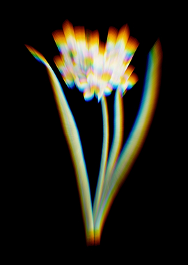 Prism Narcissus Easter Bud