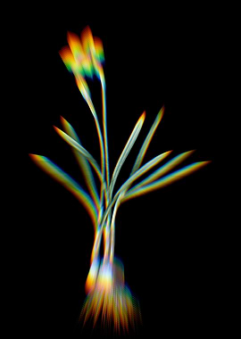 Prism Narcissus Gouani