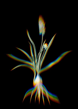 Prism Muscari Ambrosiacum