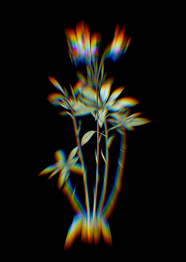 Prism Lily of the Incas