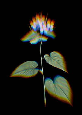 Prism Morning Glory Flower