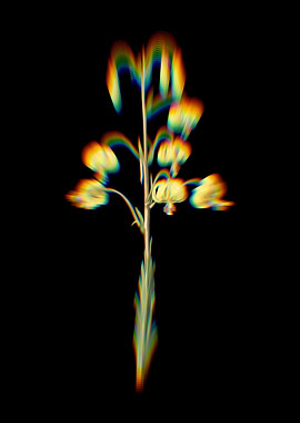 Prism Lilium Pyrenaicum