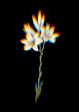Prism Madonna Lily