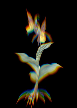 Prism Ladys Slipper Orchid