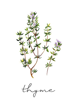 Thyme