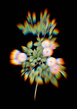 Prism Pink Baby Roses