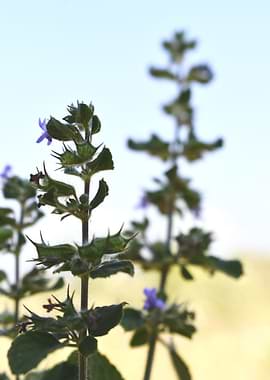 Beautiful decorative Plant