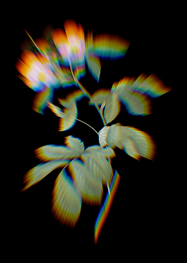 Prism Pink Alpine Roses