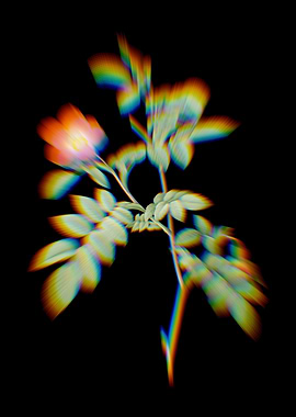 Prism Pink Alpine Rose