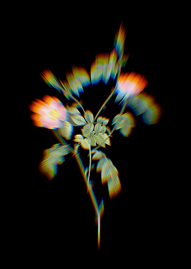 Prism Pink Copper Rose