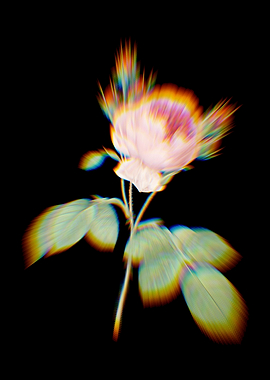 Prism Pink Cabbage Rose