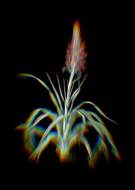 Prism Pina Cortadora