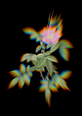 Prism Pink Boursault Rose