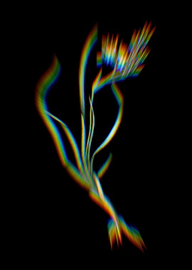 Prism Phalangium Bicolor