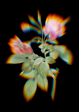 Prism Pink Boursault Rose