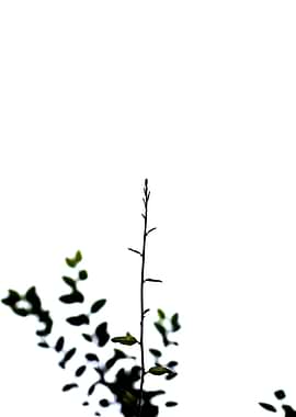 A Beautiful Snap of Plant