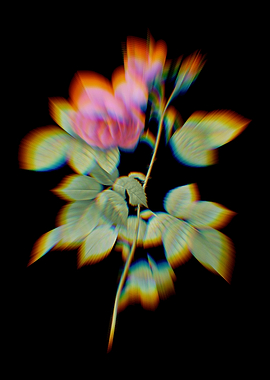 Prism Pink Bourbon Roses