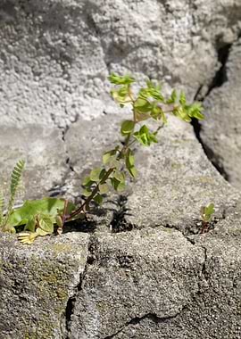 Nature in unlikely places