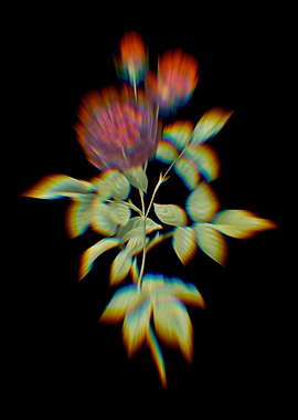 Prism Hundred Leaf Rose